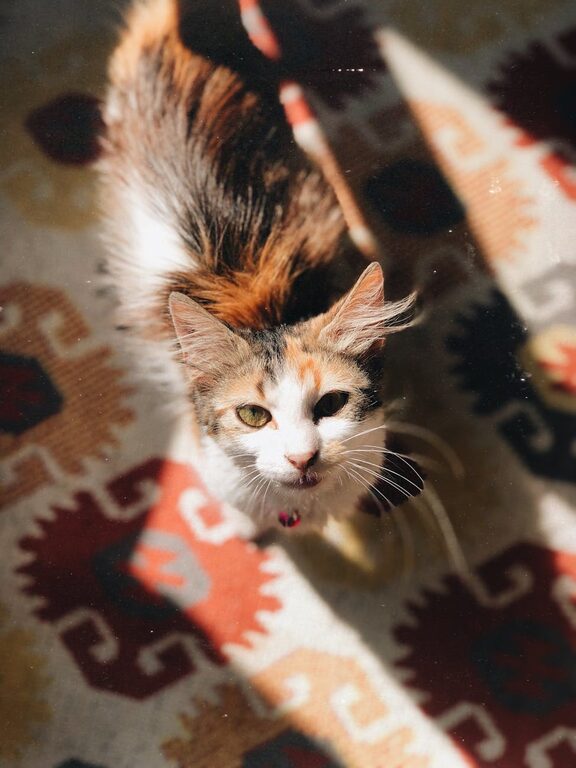 How to Plan a Restful Day Off at Home for Ultimate Relaxation